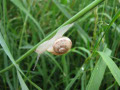 Le Jardin aux Escargots - L'Etang de Sion, Le Vigean